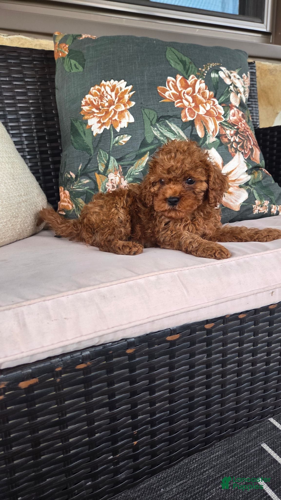 Cavapoo dogs for sale: Fiona - Ad 1