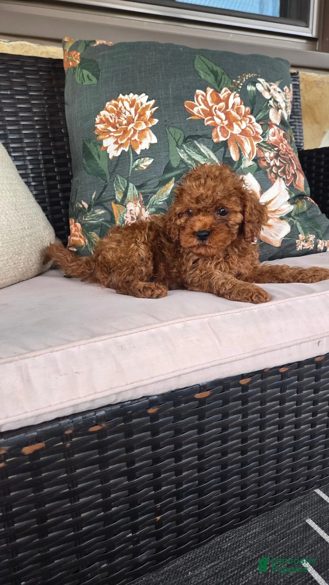 Cavapoo dogs for sale: Fiona - Ad 1