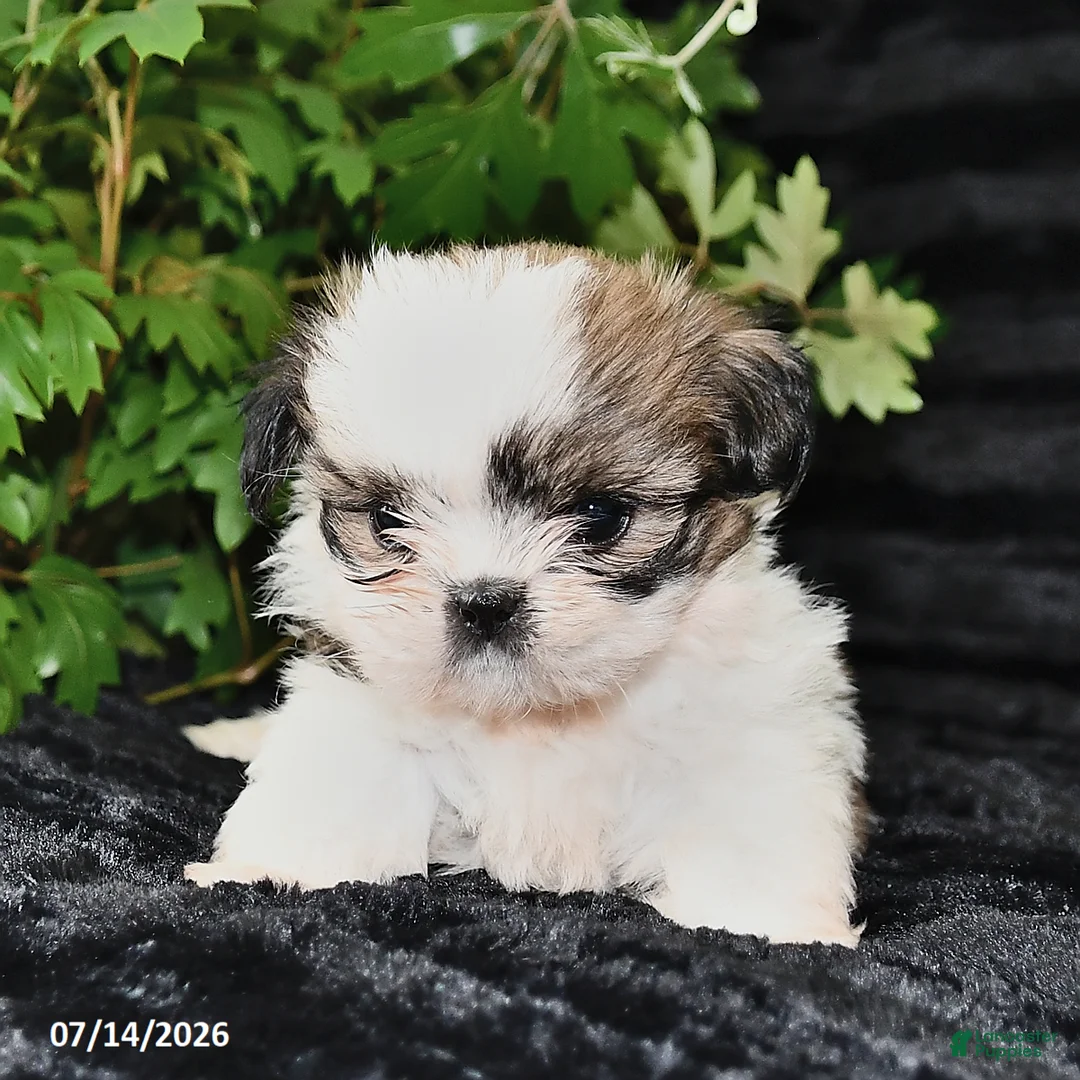 Shih Tzu dogs for sale: Daffy - Ad 2