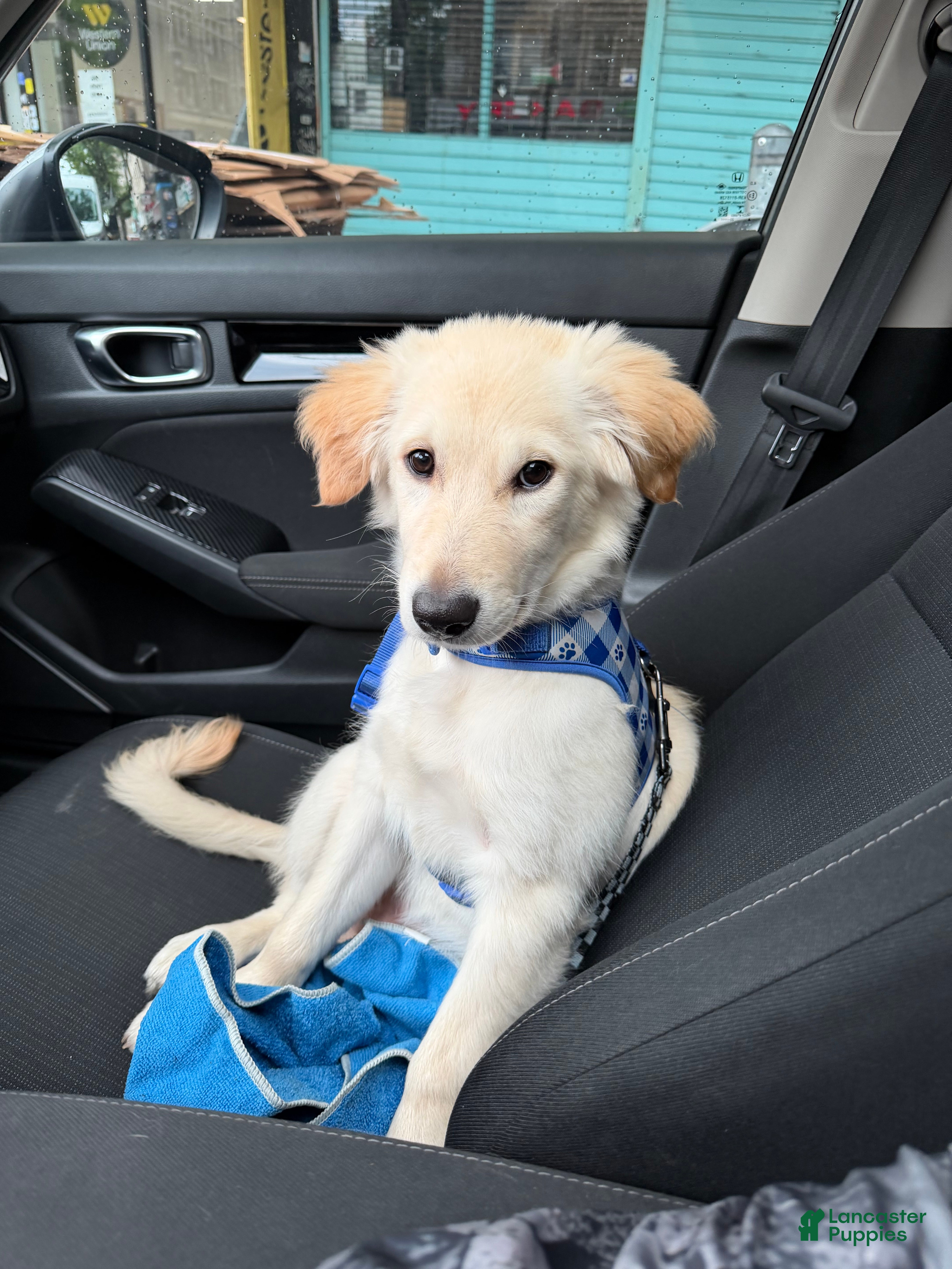 Golden Retriever dogs Golden Retriever Puppy 2 - Ad 38