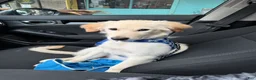 Golden Retriever dogs for sale: Golden Retriever Puppy 2 - Ad 1