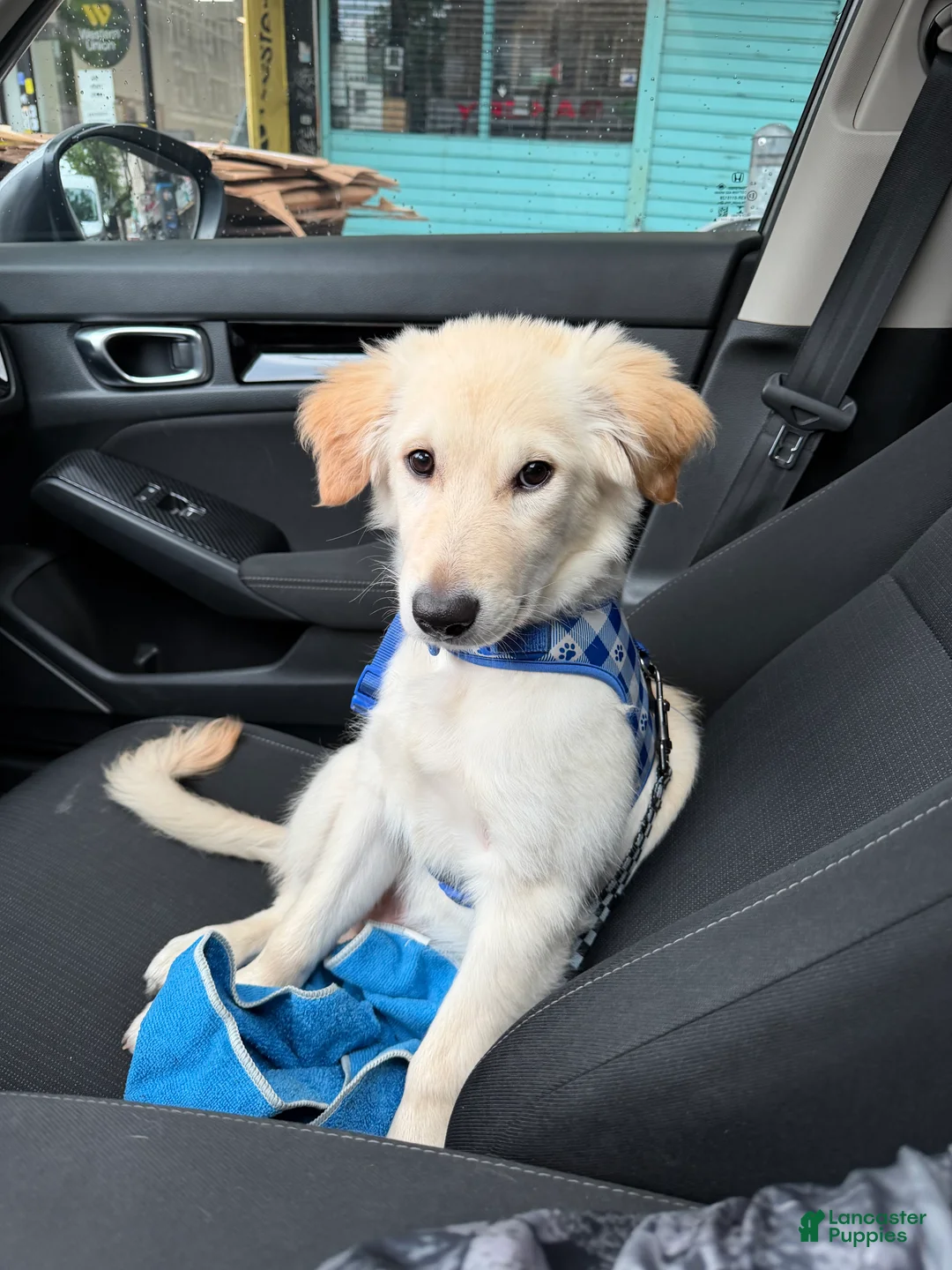 Golden Retriever dogs for sale: Golden Retriever Puppy 2 - Ad 1