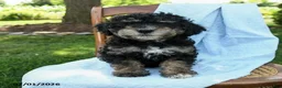 Mini Bernedoodle dogs for sale: Cleo - Ad 9