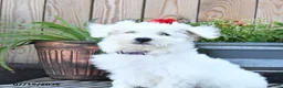 Mixed Breed dogs for sale: Olivia - Ad 4