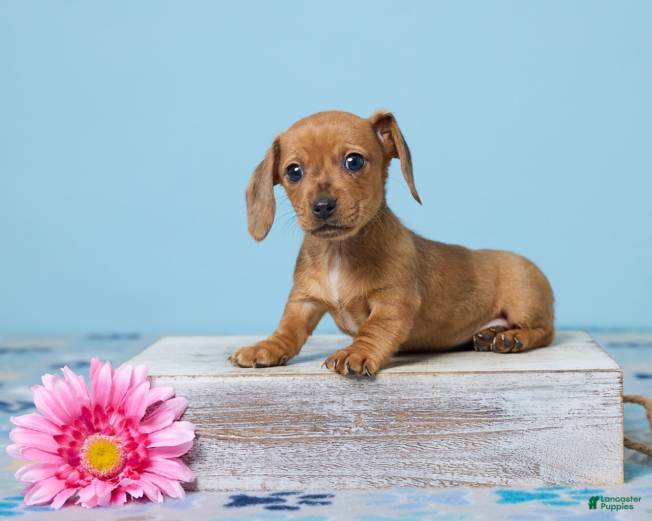 Miniature Dachshund dogs Daisy - Ad 1