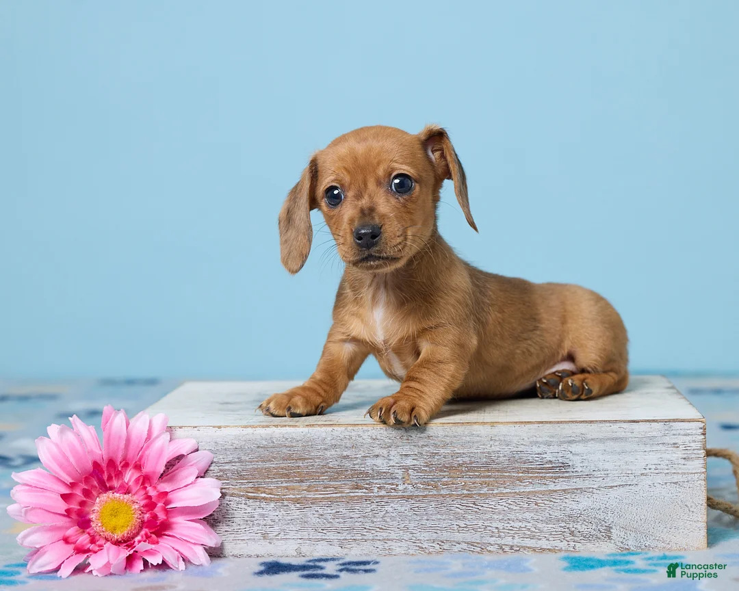 Miniature Dachshund dogs for sale: Daisy - Ad 1