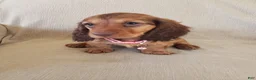 Miniature Dachshund dogs for sale: GRACIE - Ad 5
