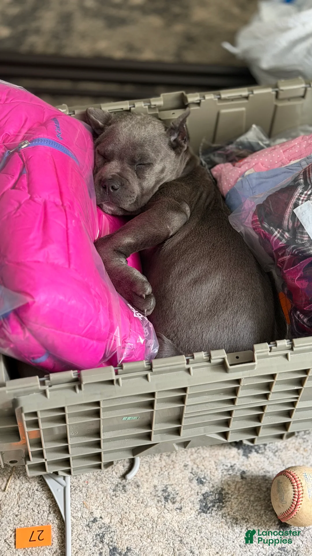 Cane Corso dogs for sale: Cane Corso Puppy 1 - Ad 2