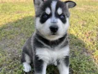 Gerberian Shepsky dogs Gerberian Shepsky Puppy 3 - Ad 27