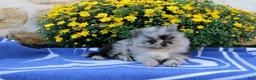 Pomeranian dogs for sale: Goerge - Ad 5