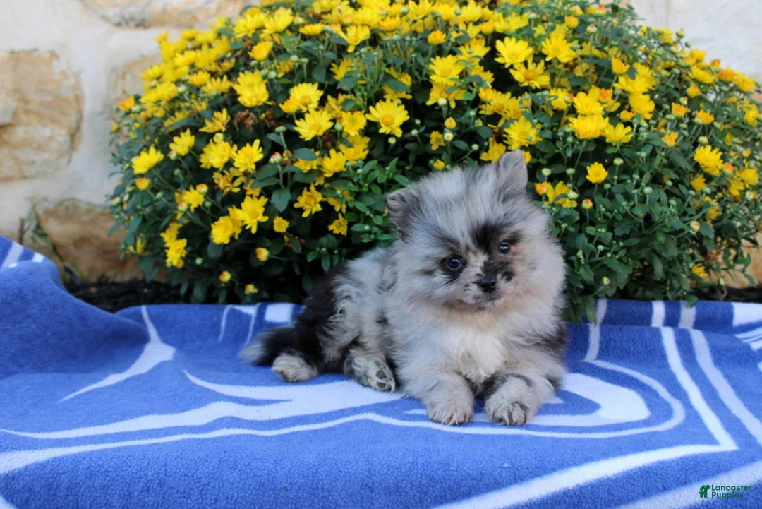 Pomeranian dogs for sale: Goerge - Ad 5