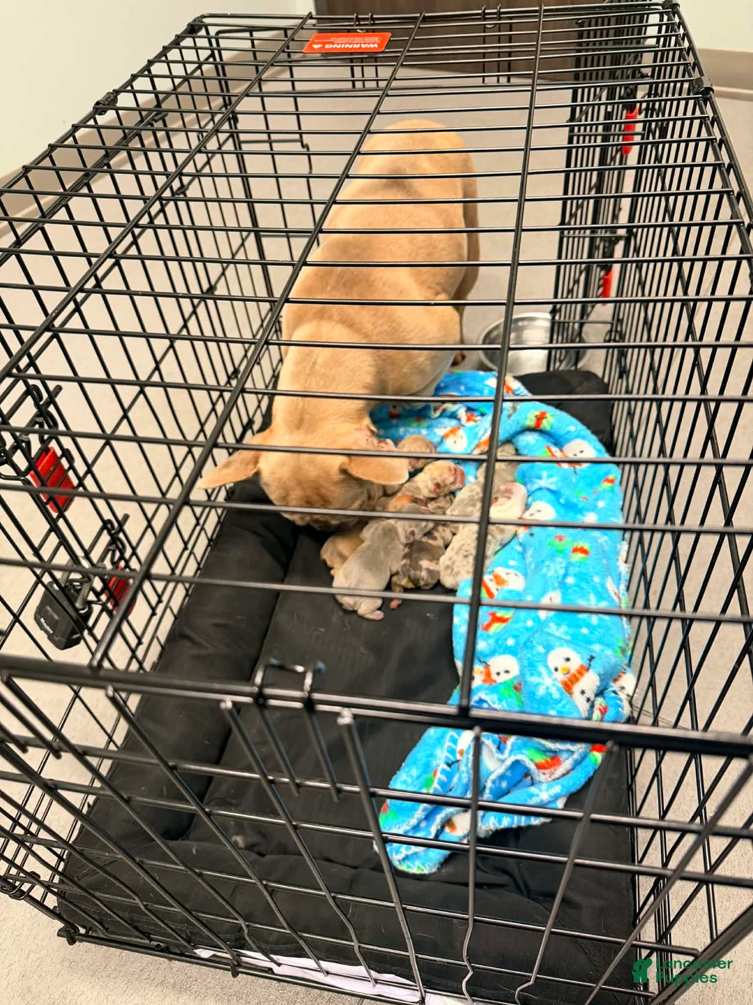 French Bulldog dogs for sale: French Bulldog Puppy 1 - Ad 2