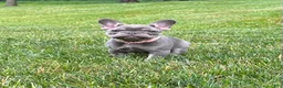 French Bulldog dogs for sale: Violet - Ad 4