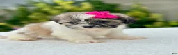 Shih Tzu dogs for sale: Girl Rosy 0823 - Ad 5