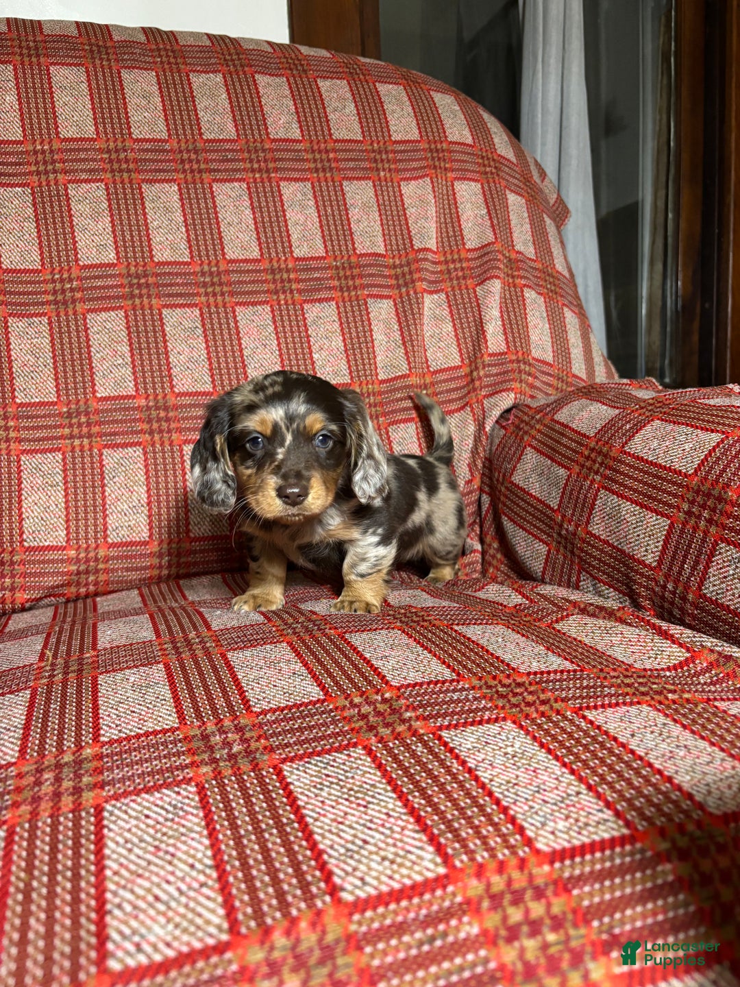 Miniature Dachshund dogs for sale: Miniature Dachshund Puppy 4 - Ad 5