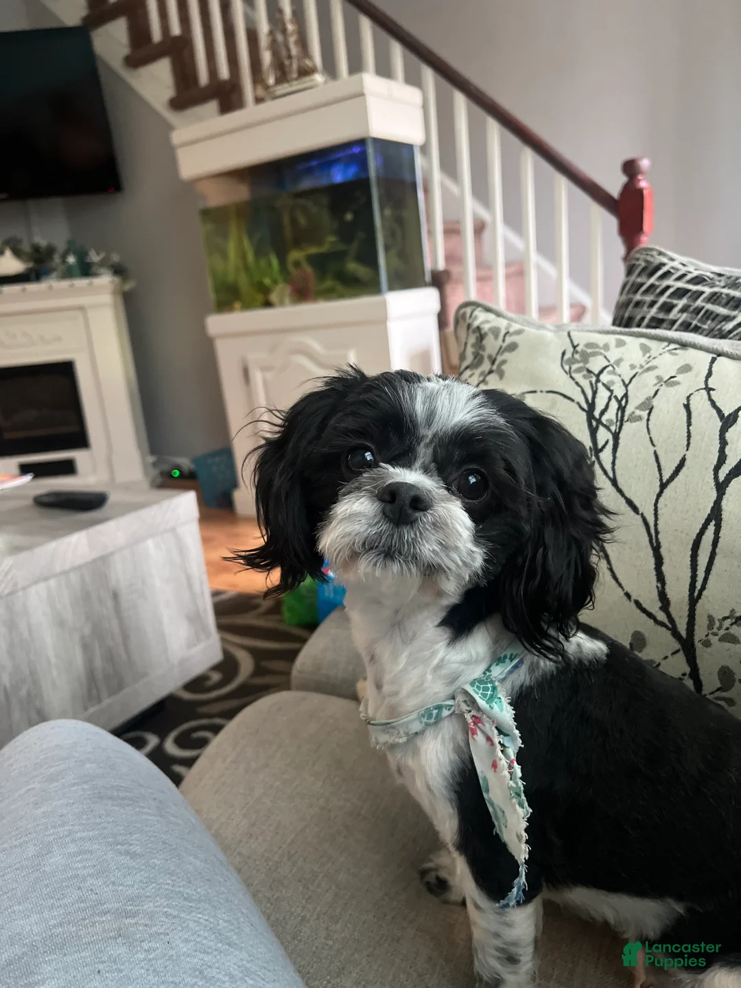 Shih Tzu dogs for sale: Spade - Ad 6