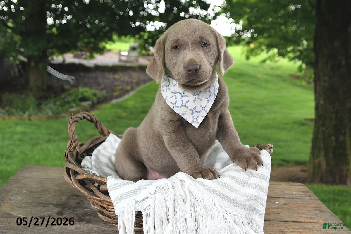 Labrador Retriever dogs for sale: Indi - Ad 2