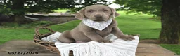 Labrador Retriever dogs for sale: Indi - Ad 1