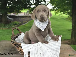Labrador Retriever dogs for sale: Indi - Ad 2