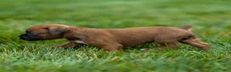 Boxer dogs for sale: Neva Boxer  - Ad 4