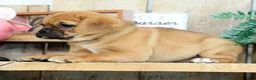 Puggle dogs for sale: Alexis - Ad 2