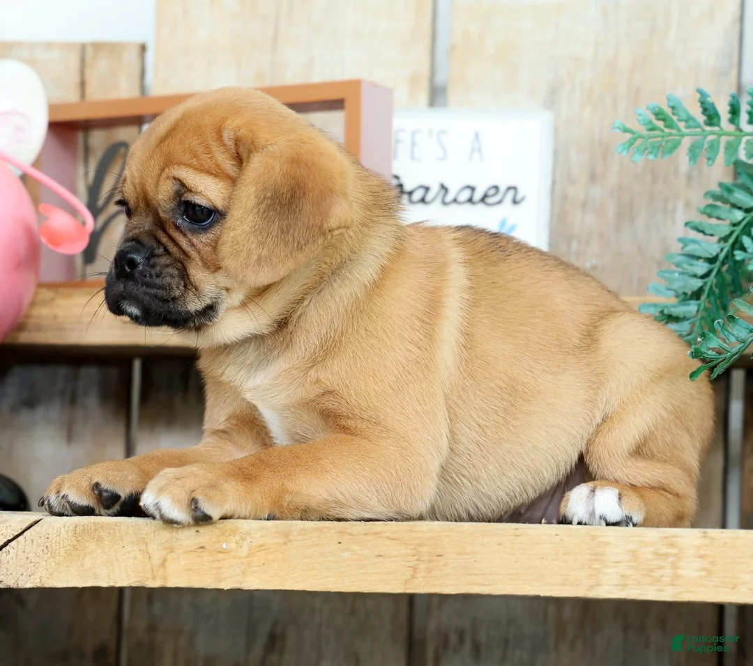 Puggle dogs for sale: Alexis - Ad 2