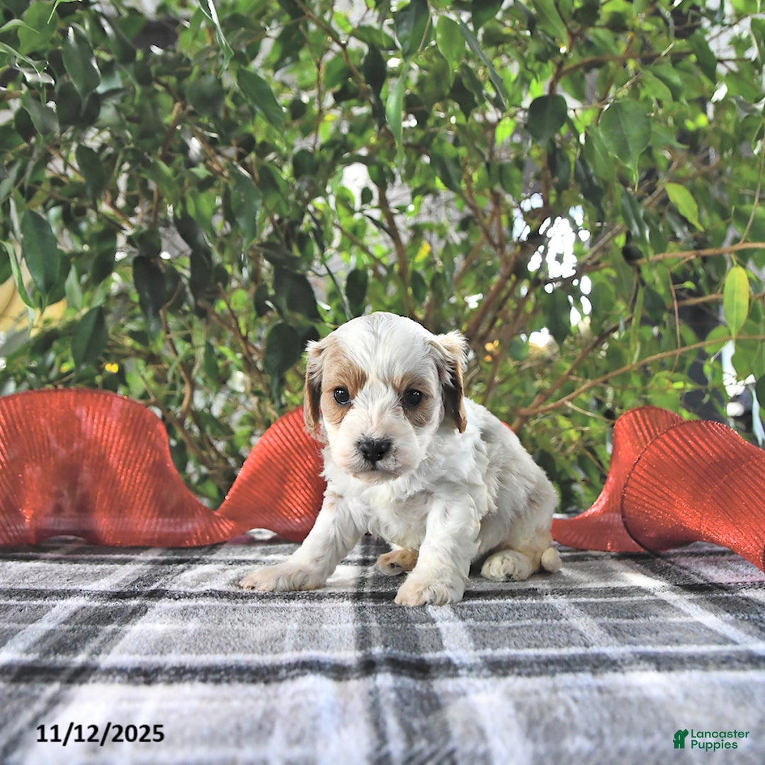 Cavapoo dogs for sale: Gage - Ad 4