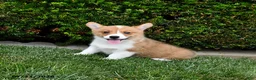 Welsh Corgi Pembroke dogs for sale: Pretzel - Ad 4
