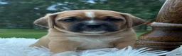 Puggle dogs for sale: Pixie - Ad 3