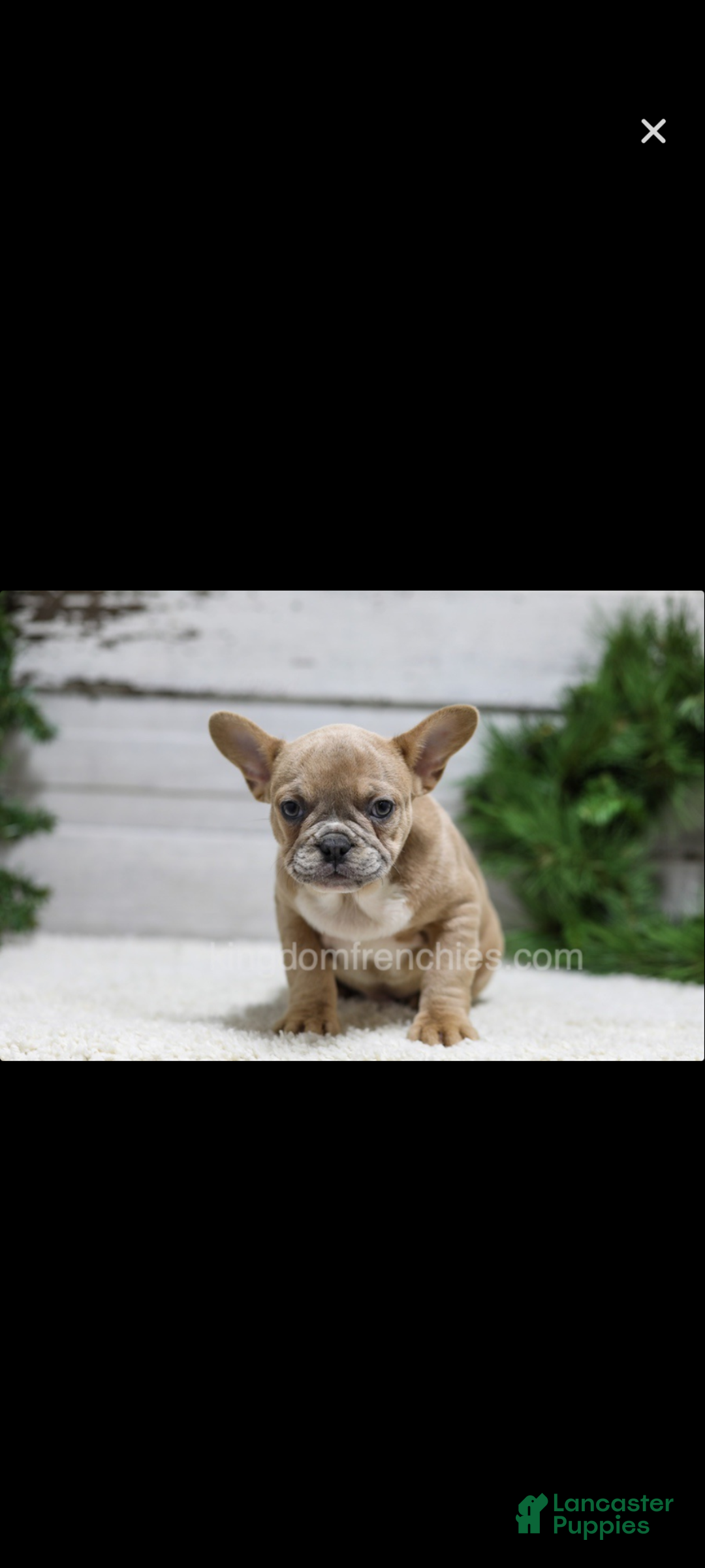 French Bulldog dogs for sale: Cooper - Ad 1