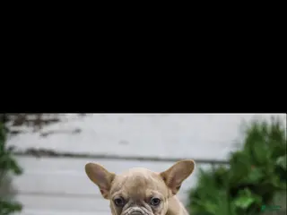 French Bulldog dogs Cooper - Ad 16