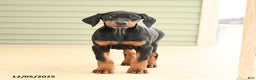 Doberman Pinscher dogs for sale: Harmony - Ad 3