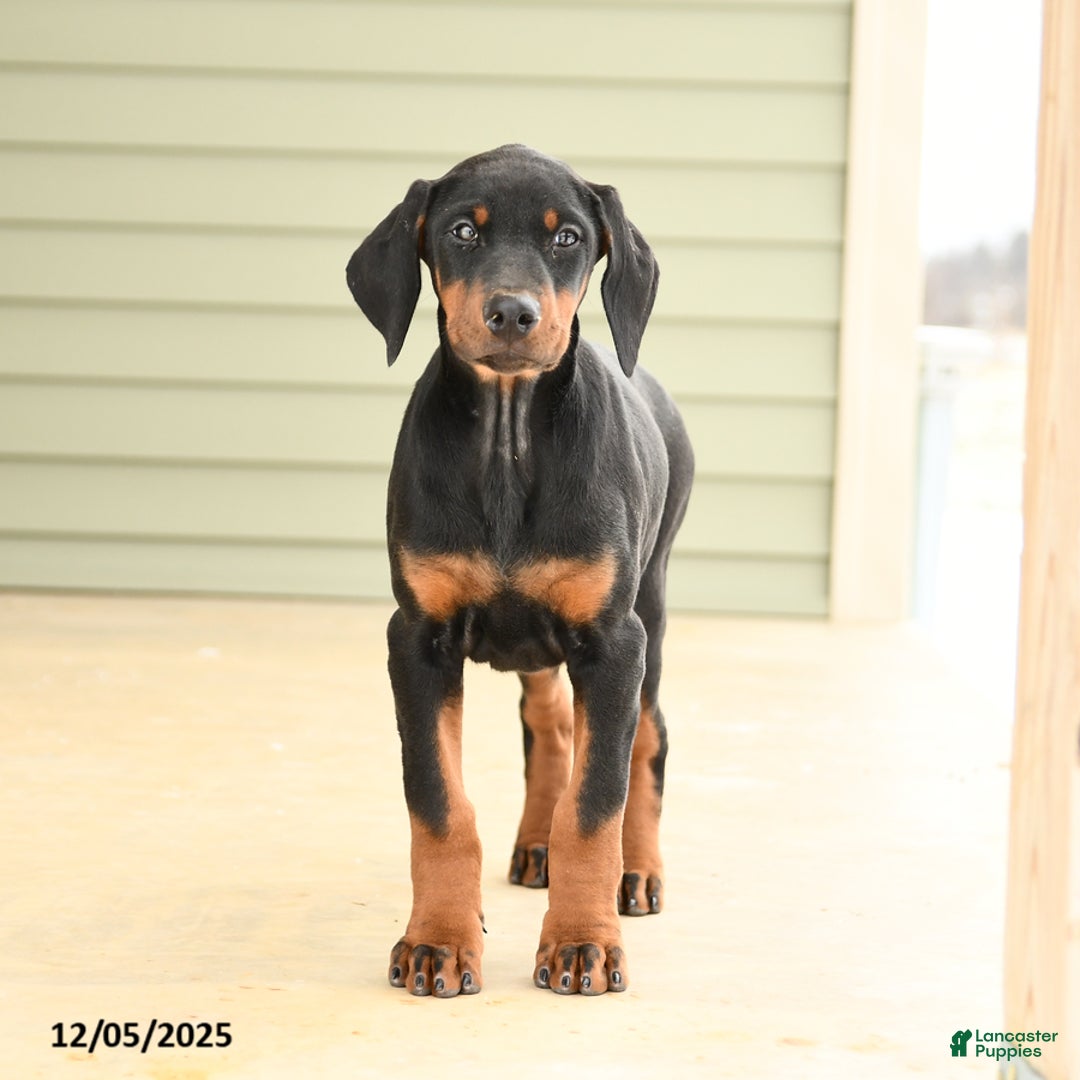 Doberman Pinscher dogs for sale: Harmony - Ad 3