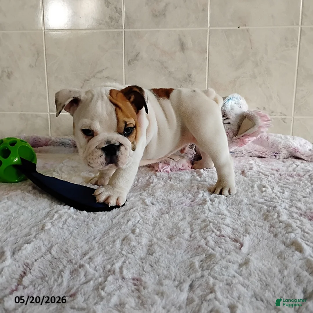 English Bulldog dogs for sale: Rory - Ad 1