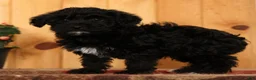 Yorkiepoo dogs for sale: Magic - Ad 5