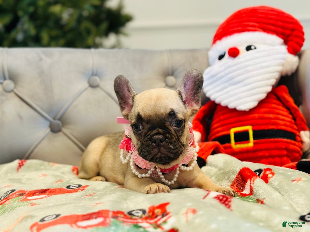 French Bulldog dogs for sale: Bella - Ad 4