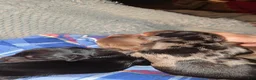 Mixed Breed dogs for sale: Lacy - Ad 2