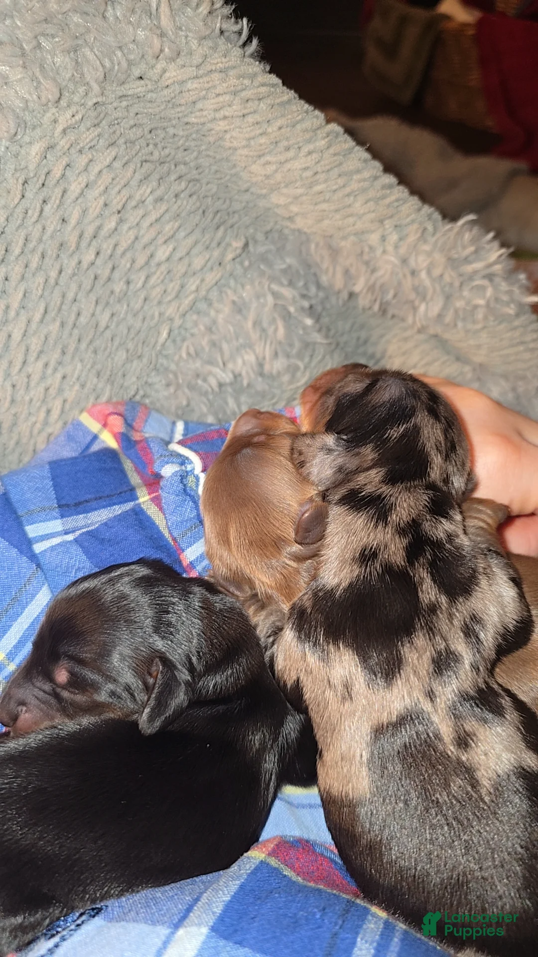 Mixed Breed dogs for sale: Lacy - Ad 2