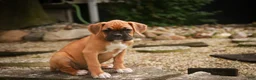 Boxer dogs for sale: Baily - Ad 6