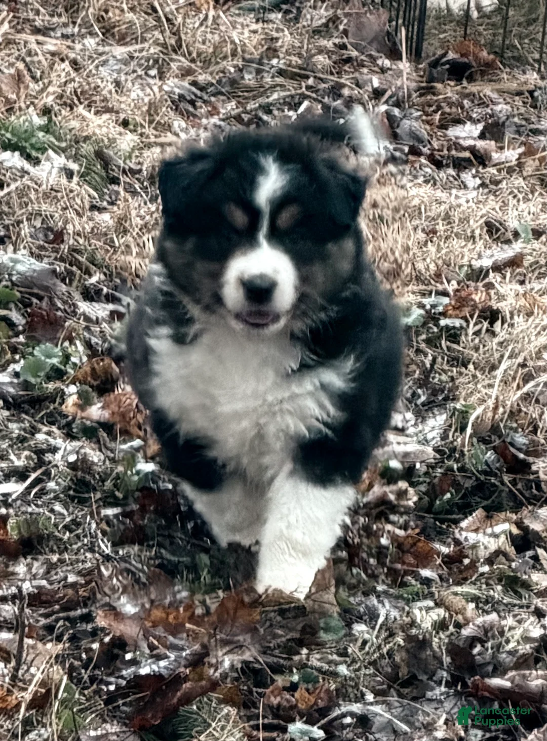 Australian Shepherd dogs for sale: Australian Shepherd Puppy 2 - Ad 1