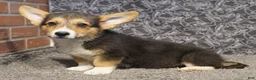 Welsh Corgi Pembroke dogs for sale: Frankie - Ad 3