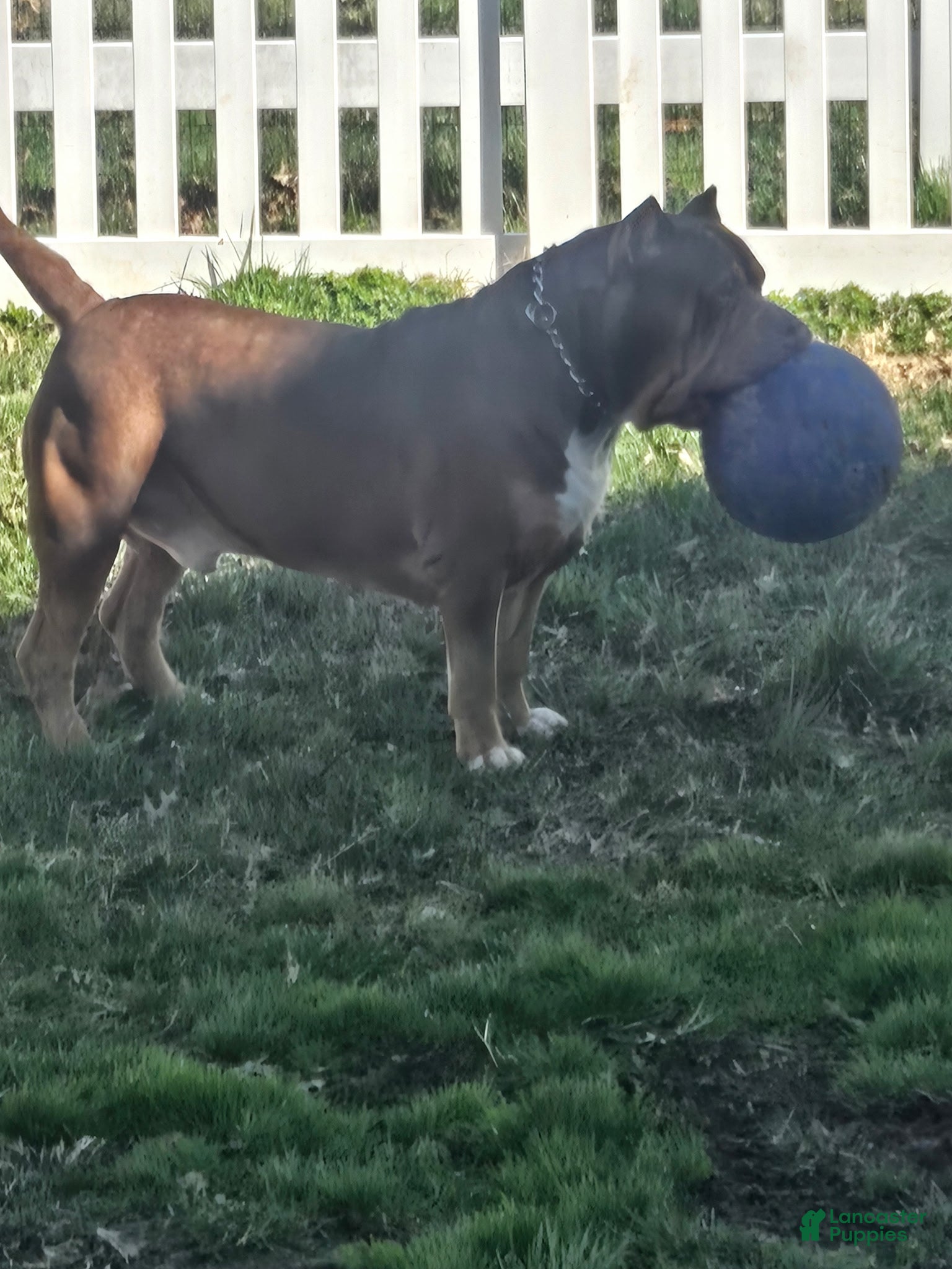 American Bully dogs The hulk - Ad 1