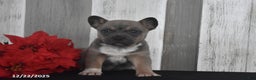 Mixed Breed dogs for sale: Irene - Ad 5
