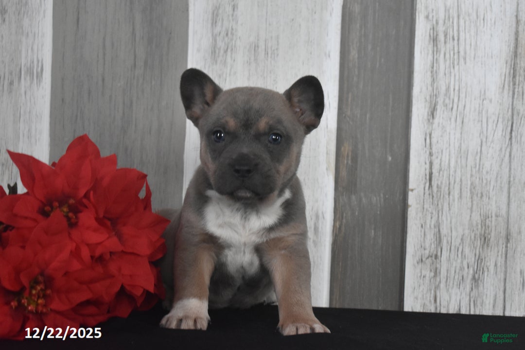 Mixed Breed dogs for sale: Irene - Ad 5