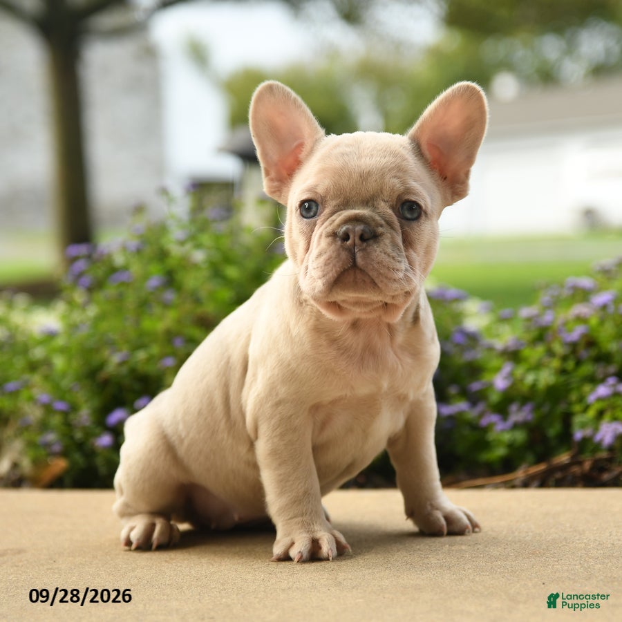 French Bulldog dogs Lola - Ad 1