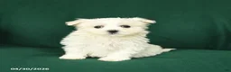 Maltese dogs for sale: Cindy - Ad 1