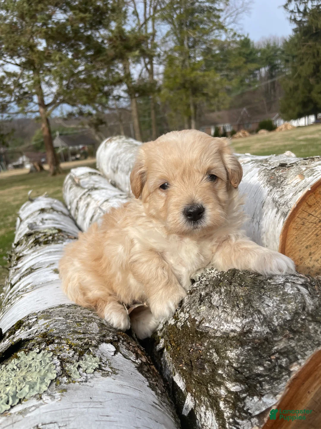 Mini Bernedoodle dogs for sale: Latte - Ad 1