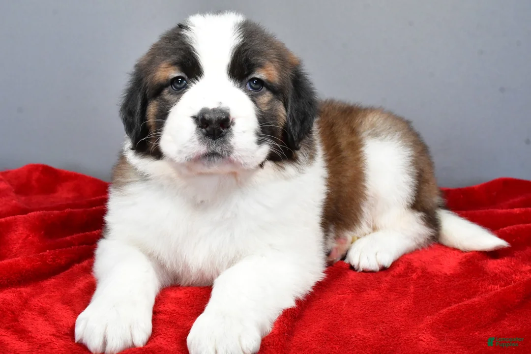 Saint Bernard dogs for sale: nikki - Ad 6