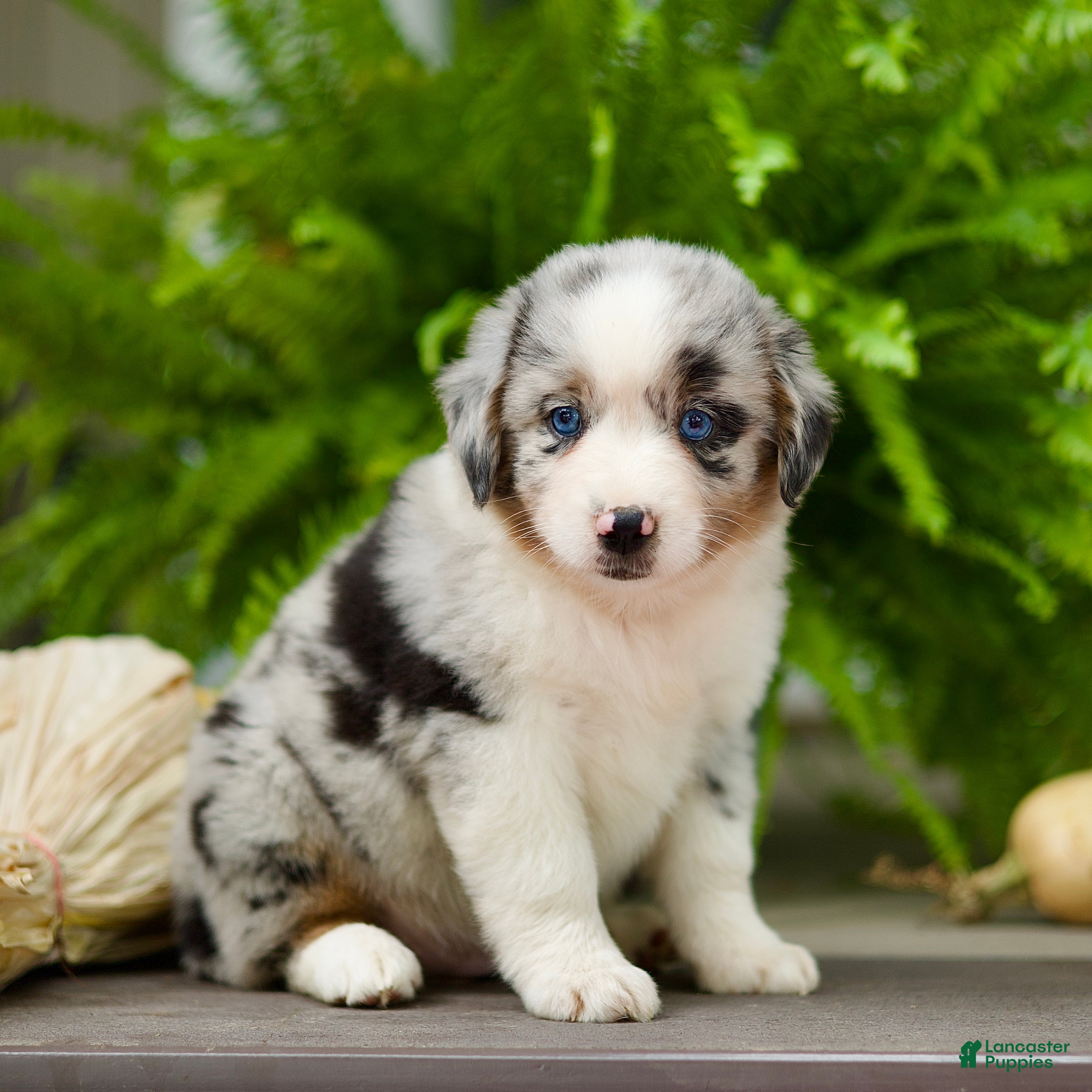 Miniature Australian Shepherd dogs Taley - Ad 1