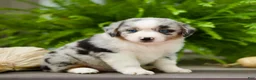 Miniature Australian Shepherd dogs for sale: Taley - Ad 1